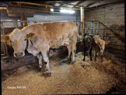Charolais mit Kalb zu verkaufen