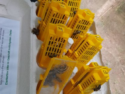 Bild 5:Carnica Reinzuchtköniginnen 2025