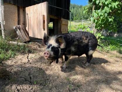 Kune Kune Schweine