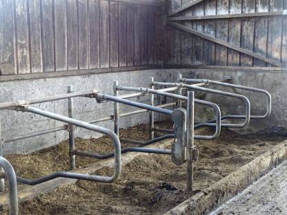 Stalleinrichtung, Aufstallungen, Tränkewanne, Melkstand