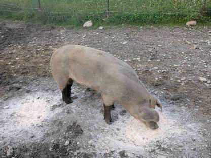 Schlachtschweine