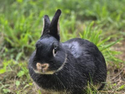 Zwergkaninchen