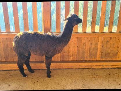 Bild 2:Alpaka Stute Suri