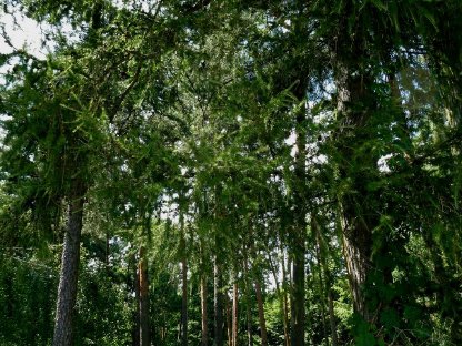 Edelberg - Der Wald (Bezirk Horn) zu verkaufen