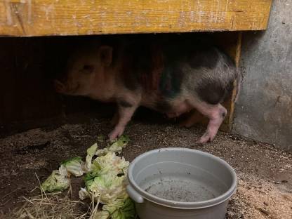 Mini Schwein