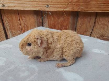Bild 4:Meerschweinchen, Zwergkaninchen und Deutsche Widder