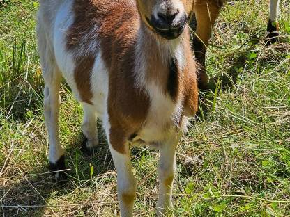 Bild 2:Kamerunböcke