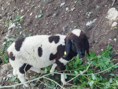 Bild 3:Gescheckter Widder