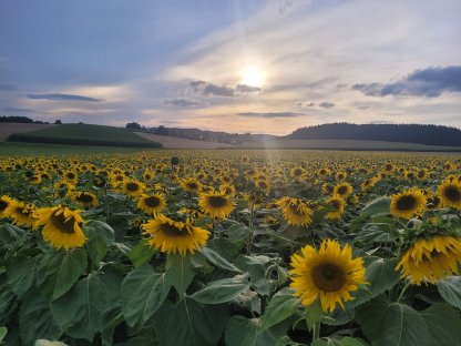 Bild 3:Sonnenblumenkerne Vogelfutter