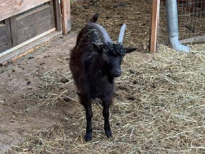 Bild 5:Blobe Ziegenböcke