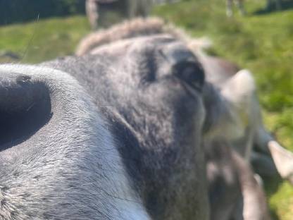 Bio Grauvieh oder Fleckvieh Kuh/Kalbin