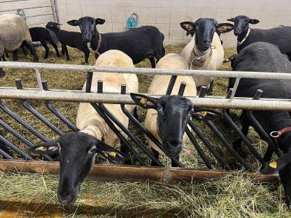 Bild 3:Suffolk Schafe Bio