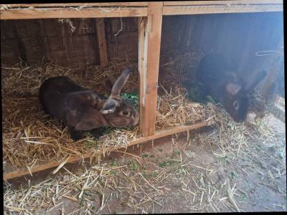 Bild 3:Verkauf  Gastro Rex