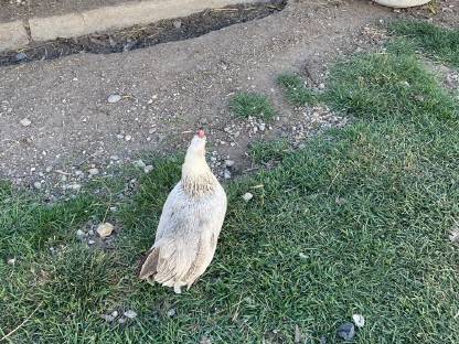 Bild 6:Steinpiperl-Paar und Orpington