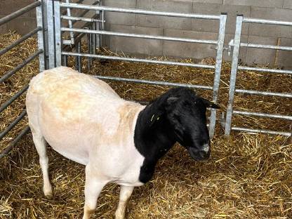 Dorper HB Widder