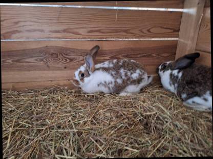 Bild 3:Kaninchen