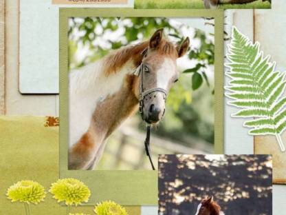 Bild 2:Partbred Araber