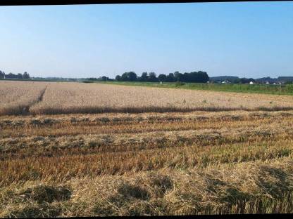 Bild 4:Futtergerste Top-Qualität