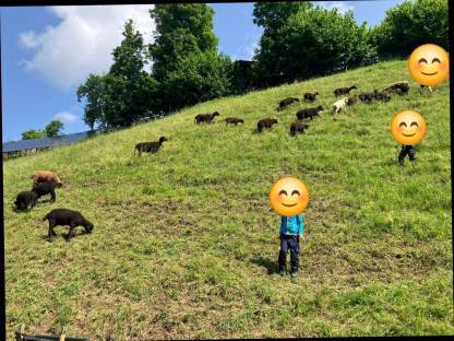 Jura Widder & Schafe