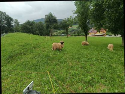 Bild 2:Walliser Schwarznasenschafe Auen und Widder