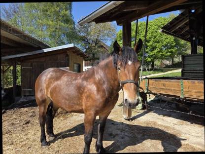 Bild 2:4-jährige Norikerstute