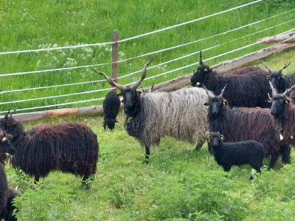 Bild 2:Zackelschaf Widder Herdenbuch