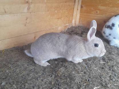 Bild 3:Verkaufe Hasen