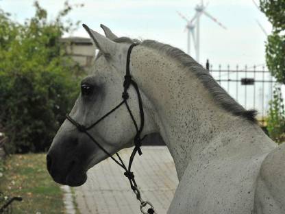 Bild 2:Zuchthengst mit überdurchschnittlichen Grundgangarten Kuhailan Zaid-906
