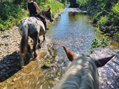 Bild 4:Lord und Jolly suchen Mitreiter