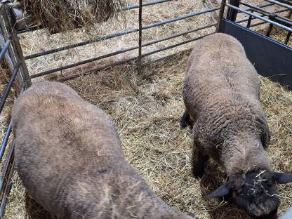 Bild 4:Suffolk Widder