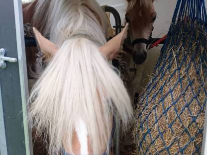 Bild 2:Haflinger Hengstfohlen