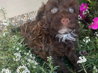 Bild 7:Bollipoo-Welpen und Toypudel mit Ahnentafel