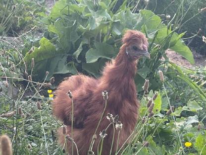 Bild 2:Junge Seidenhähne