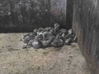 Bild 6:Junge Graugänse