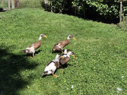 Bild 3:Verkaufe junge rehfarbige Laufenten