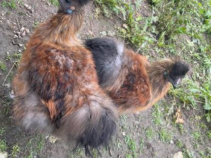 Bild 3:Junge Seidenhähne