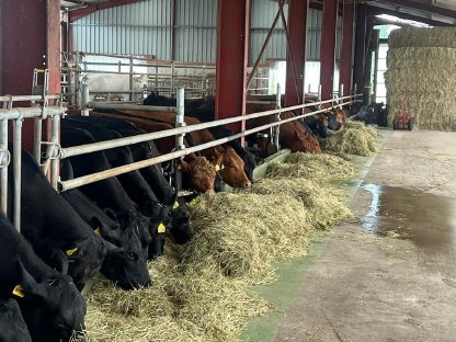 Bild 4:Angus Mutterkühe mit Kalb bei Fuß zu verkaufen