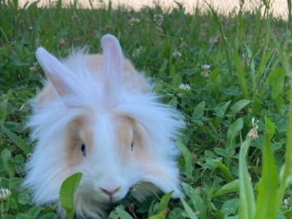 Bild 2:Löwenkopfhäsin