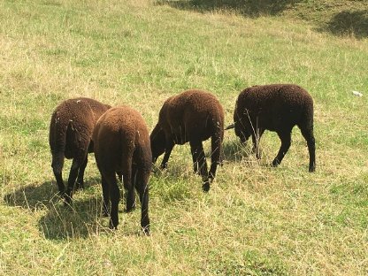 Bild 4:Jura Widder Lamm, reinrassig, zur Zucht
