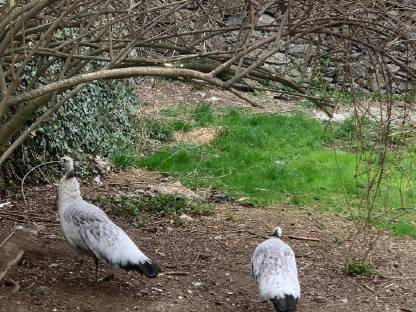 Bild 3:Schwarzflügelpfaue weiblich