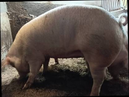 Bild 2:2 mal Jungsau trächtig