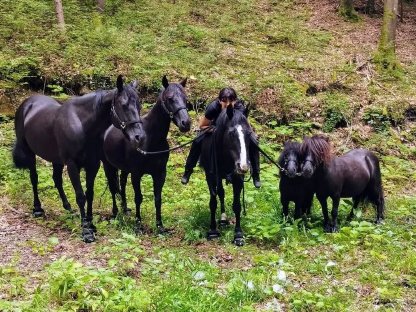 Ausreitbeteiligung auf braven Pferden