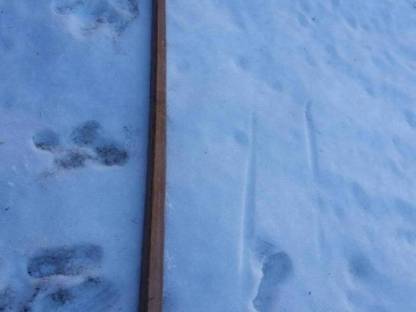 Bild 3:Linzer Wagerl, Spider-Kutsche, Dressurwagen - Noriker Haflin