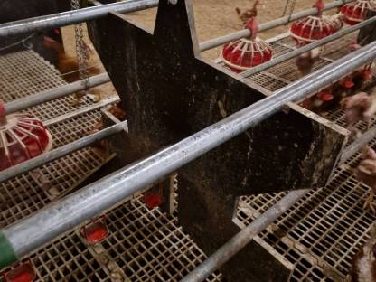 Bild 4:Legehennen-Stalleinrichtung