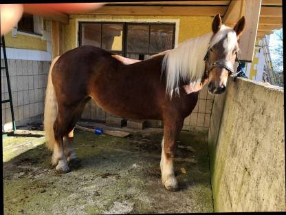 Bild 7:Noriker Stute Dunkelfuchs trächtig