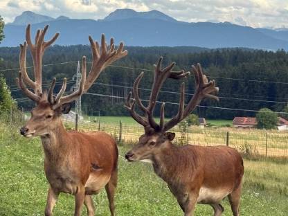 Bild 4:Zuchtwild Rotwild Rothirsche