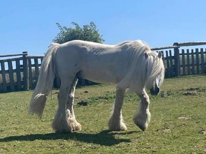 Bild 4:Fellponyhengst