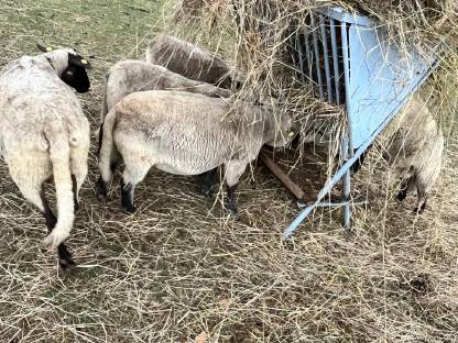 Bild 3:Shropshire Schafe zu verkaufen