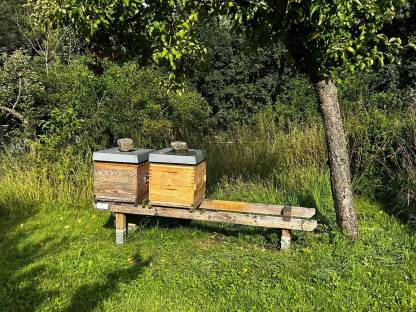 Bild 5:Bienenvölker - Dadant US