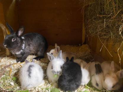 Zwergkaninchen